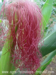 Barbas o flor femenina del maíz